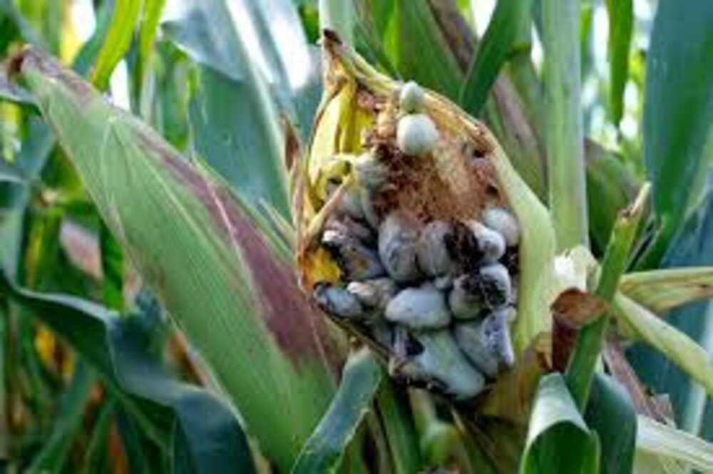 Huitlacoche Nature's Gourmet Fungus You've Never Heard Of
